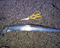 時合いがみじかっ!