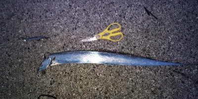 時合いがみじかっ！