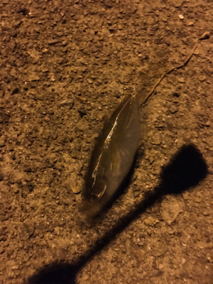 ナイトアジング