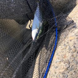 渋い中のハマチ一本