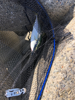 渋い中のハマチ一本