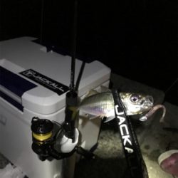 渋い中でのアジング‼︎