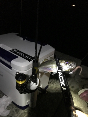 渋い中でのアジング‼︎