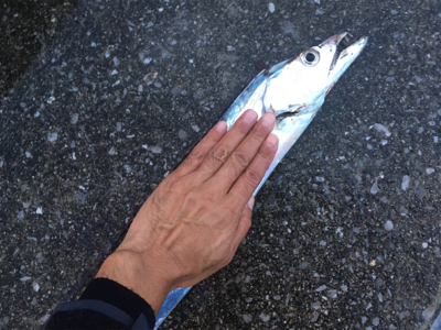 激シブなのでオクトパッシング