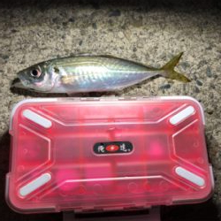 小潮、小雨、どうなの？