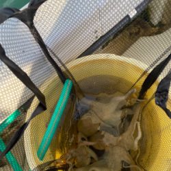 明石　　タコ釣り