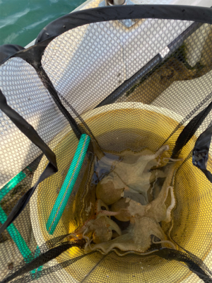 明石　　タコ釣り