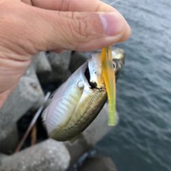 夕マズメにアジ&メッキ爆釣！