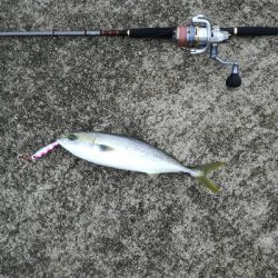 ベイトは多いが