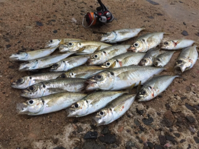 モーニングアジング