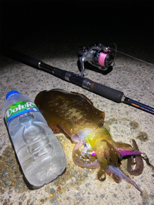 垂水エギング好調！かな？