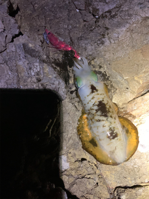 またまたうねりが、、、