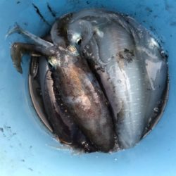 テップランで良型連発