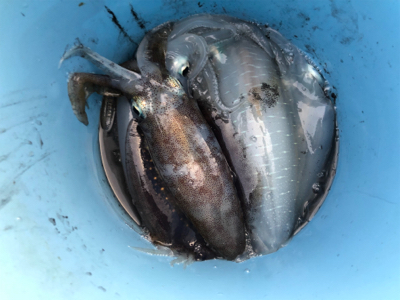 テップランで良型連発