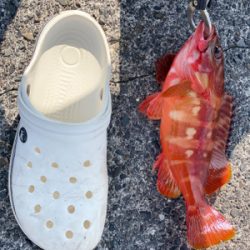 初島で根魚祭り