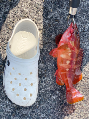 初島で根魚祭り