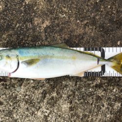 ミニ波止でショアジギング