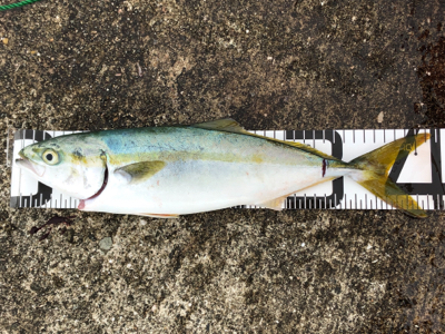 ミニ波止でショアジギング