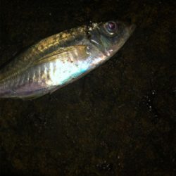 ナイトアジング