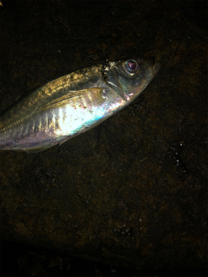 ナイトアジング