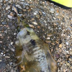 昼間の方がアオリイカが釣れる?(^.^)