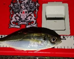 アジング練習 44