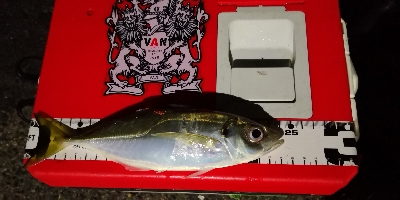 アジング練習 44