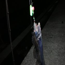 大阪湾　タッチポン陸爆発