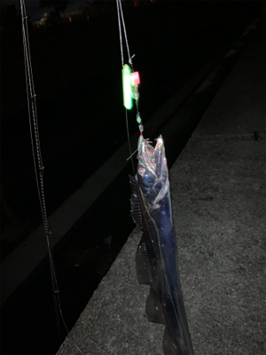 大阪湾　タッチポン陸爆発