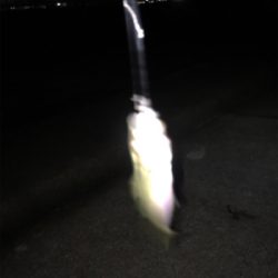 メバルのシーズンインかも