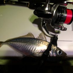 アジング 当たり年