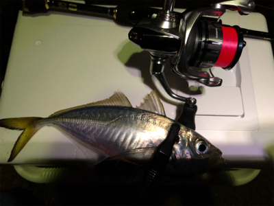 アジング 当たり年