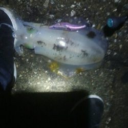 アオリイカ2杯！ジグでもアオリ！？