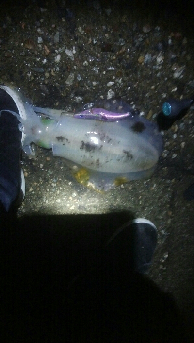 アオリイカ2杯！ジグでもアオリ！？