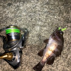 アジ、メバル、サヨリ