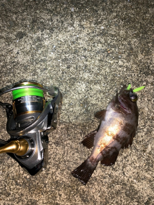 アジ、メバル、サヨリ