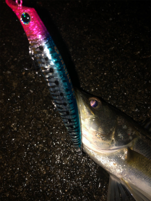 神戸湾奥水路でサスケ烈波120?