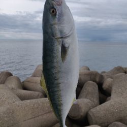 フクラギとエソ