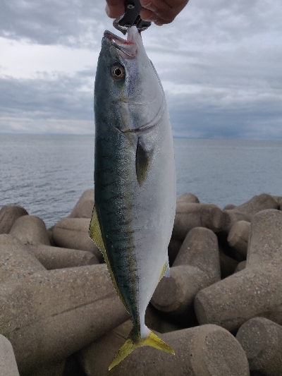 フクラギとエソ