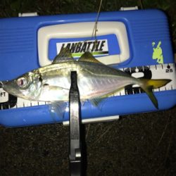 アジを求めて⑪