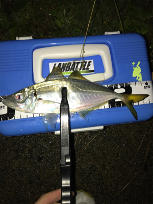 アジを求めて⑪