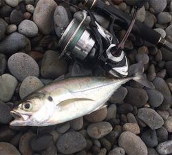 ライトショアジギング