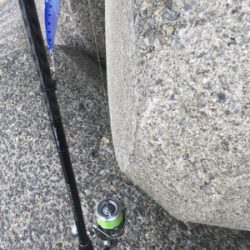 ハマチが( ˘3˘)