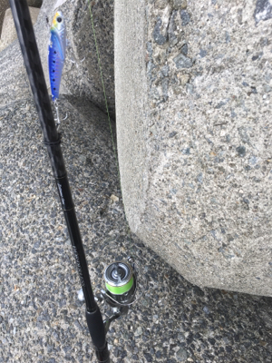 ハマチが( ˘3˘)