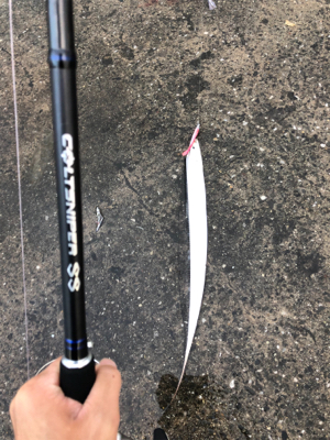 タチウオ 夕まずめ◎ 夜◯