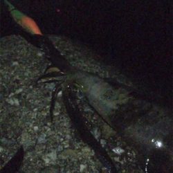 アオリはどこですか?