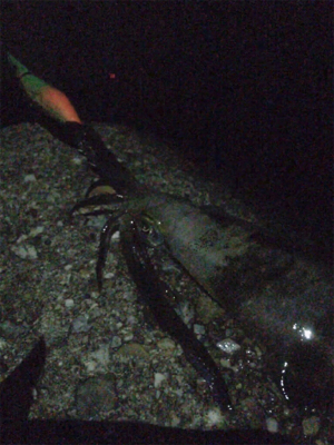 アオリはどこですか?