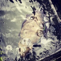 ティップランでコウイカ