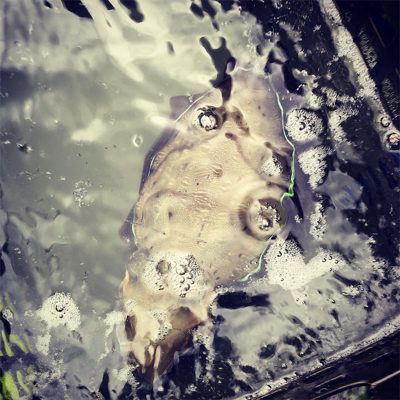 ティップランでコウイカ