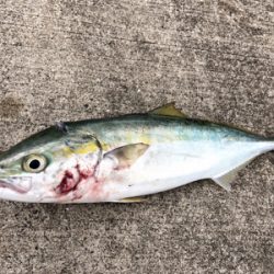 青物やエビ撒き　快調なり